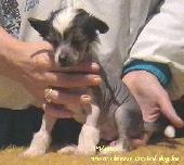 k�nai meztelen kutya / chinese crested dog